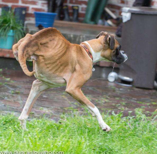 Rescue Dog Missing His Back Legs Refuses To Slow Down - The Dodo