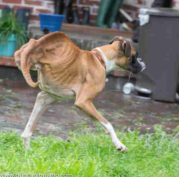 Rescue Dog Missing His Back Legs Refuses To Slow Down The Dodo