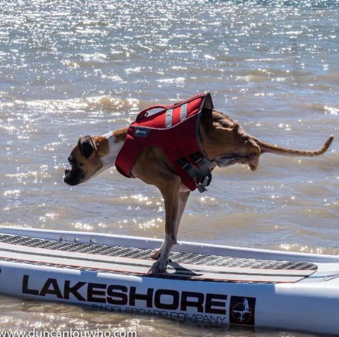 Rescue Dog Missing His Back Legs Refuses To Slow Down - The Dodo