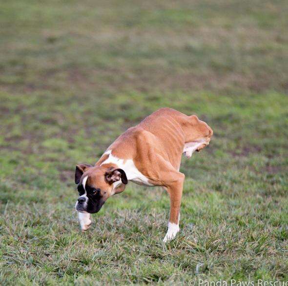 Duncan hotsell the boxer