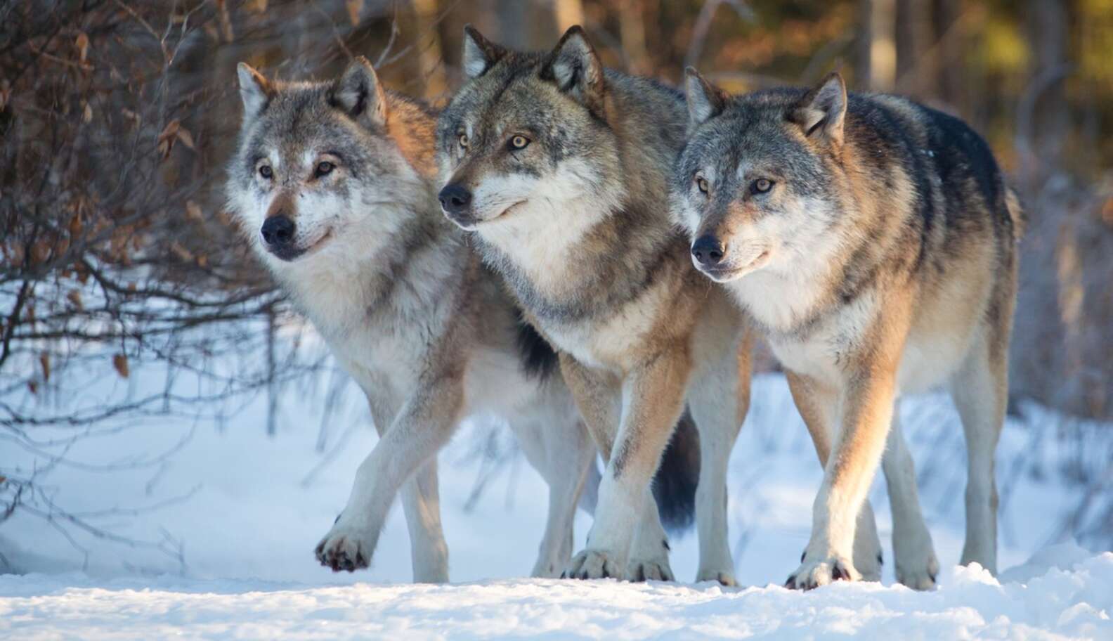 This Is The Number Of People Killed By 'Fearsome' Wolves - The Dodo