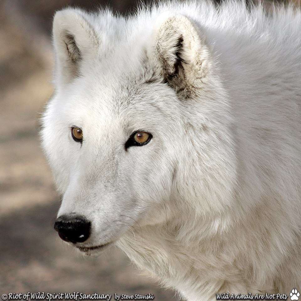 Stray 'Wolf' Found Wandering The Streets Alone Finds His Soul Mate ...