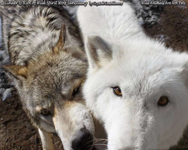 Stray 'Wolf' Found Wandering The Streets Alone Finds His Soul Mate ...