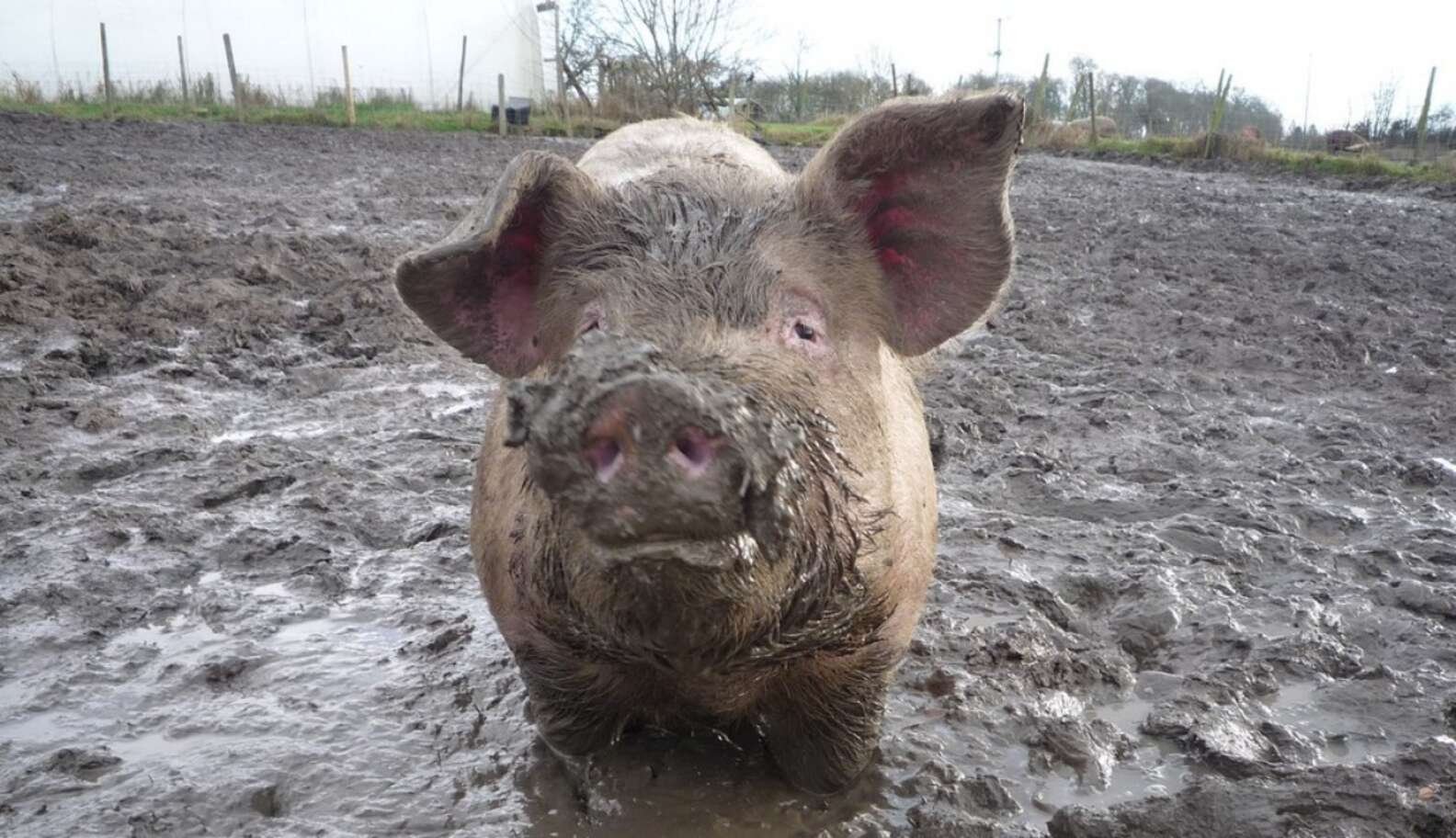 Watch A Group Of Muddy Pigs Roll Happily Down A Hil The Dodo