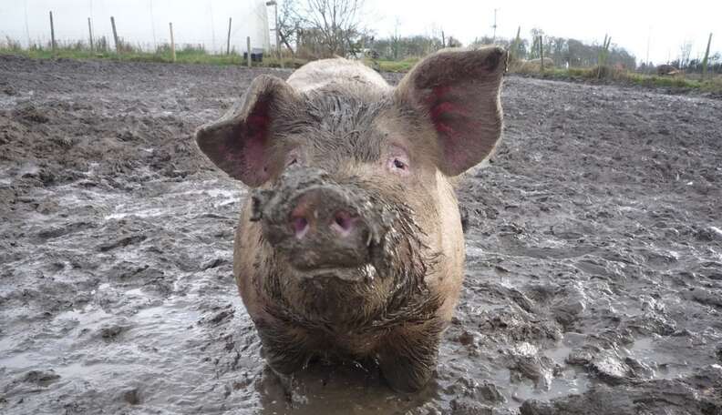 Watch A Group Of Muddy Pigs Roll Happily Down A Hil - The Dodo