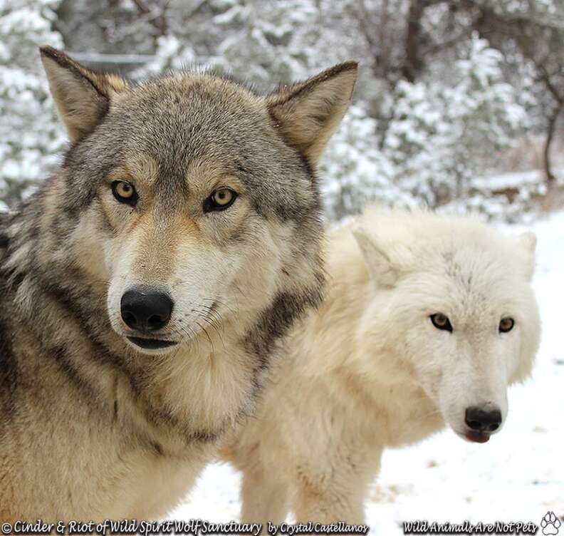 Stray 'Wolf' Found Wandering The Streets Alone Finds His Soul Mate ...