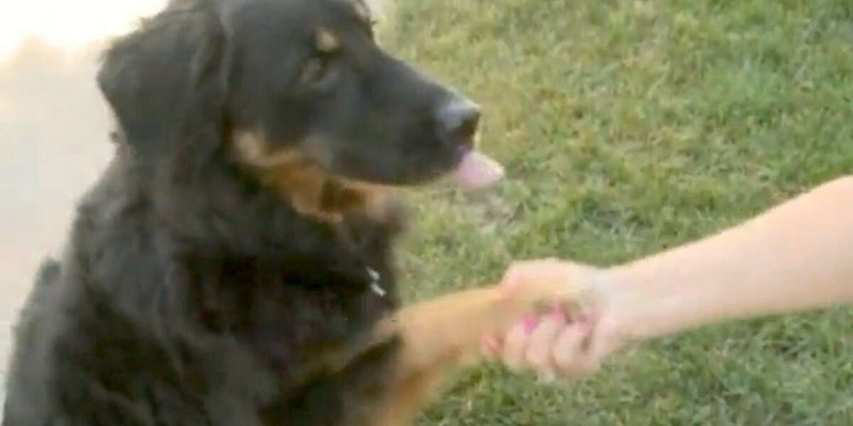 Dog Returns Owner’s Missing Wedding Ring 5 Years After Swallowing It