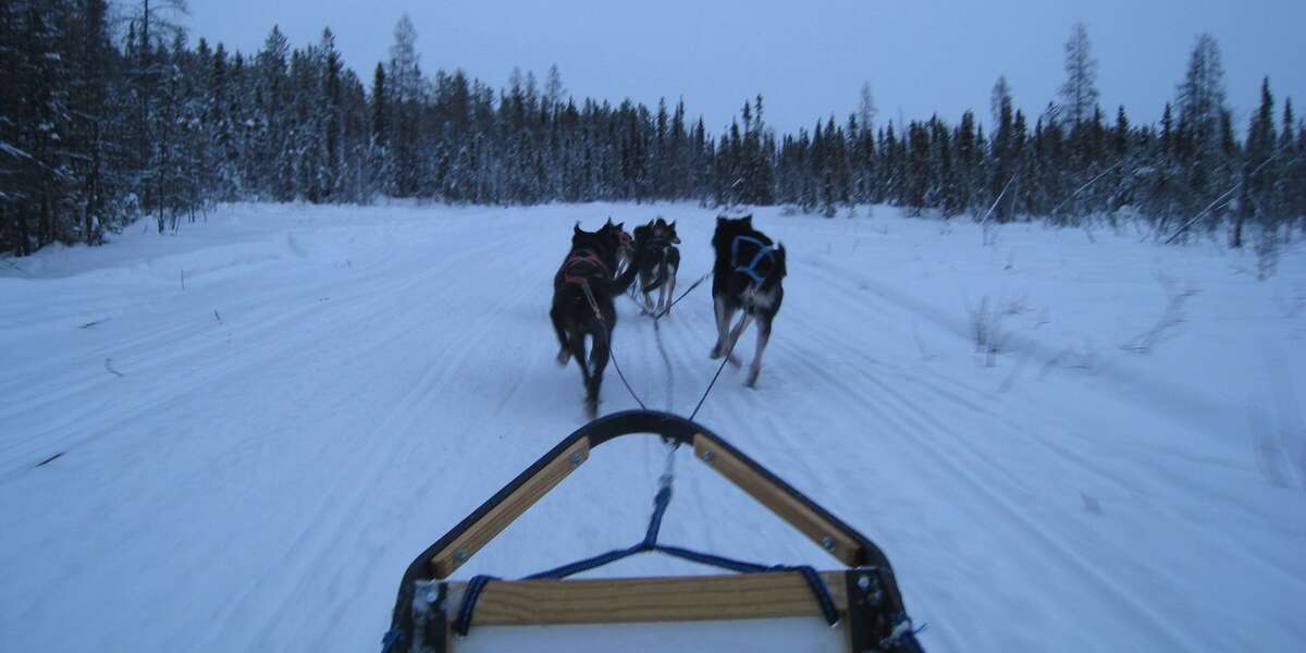 Video Musher Gives FirstPerson View Of Iditarod Dog Sled Race The Dodo