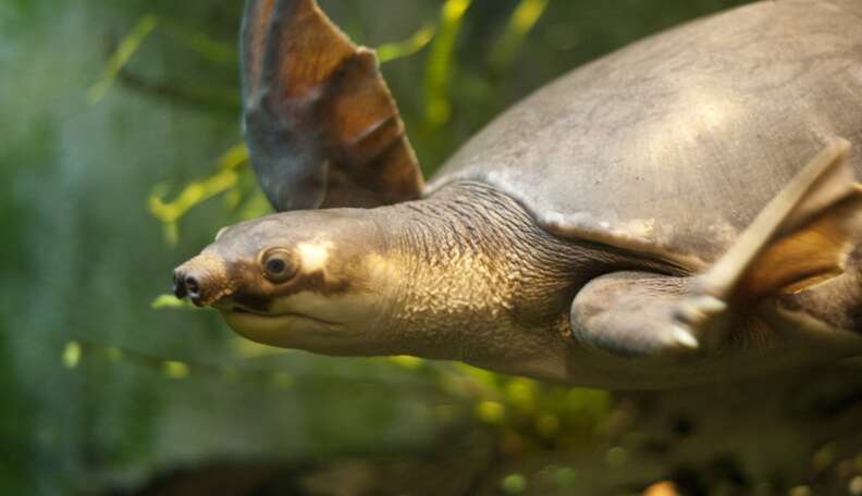 Pig-Nosed Turtles Unfortunate Victims Of Their Own Cuteness - The Dodo