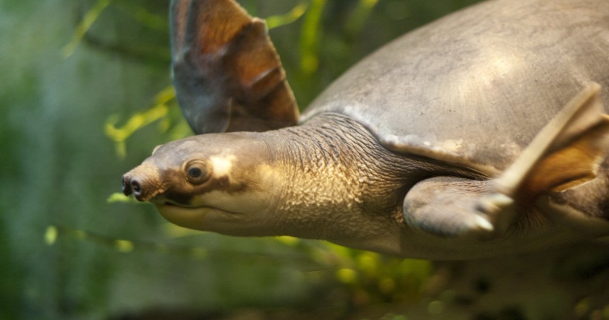 Pig-Nosed Turtles Unfortunate Victims Of Their Own Cuteness - The Dodo