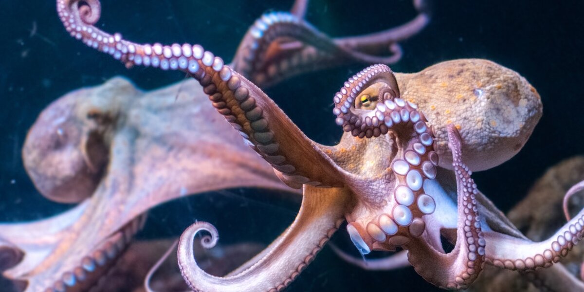 Aquarium Cancels Octopus 'Date' For The Creepiest Reason Possible - The ...