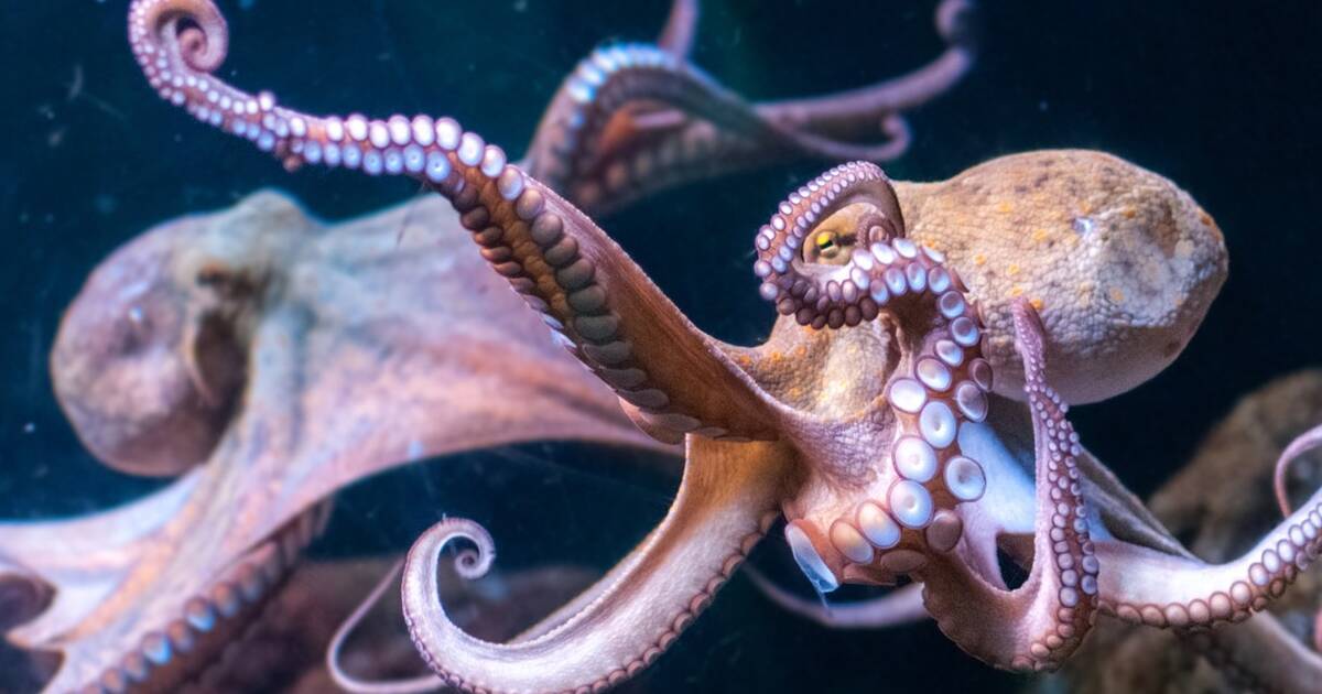 Aquarium Cancels Octopus 'Date' For The Creepiest Reason Possible - The Dodo
