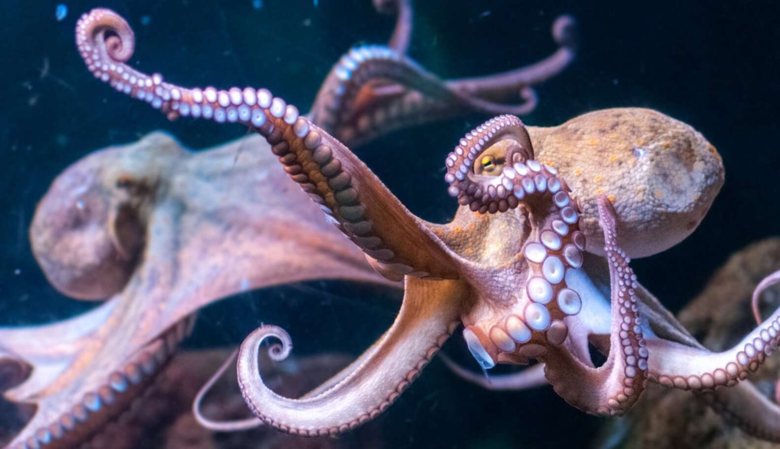 Aquarium Cancels Octopus 'Date' For The Creepiest Reason Possible - The ...