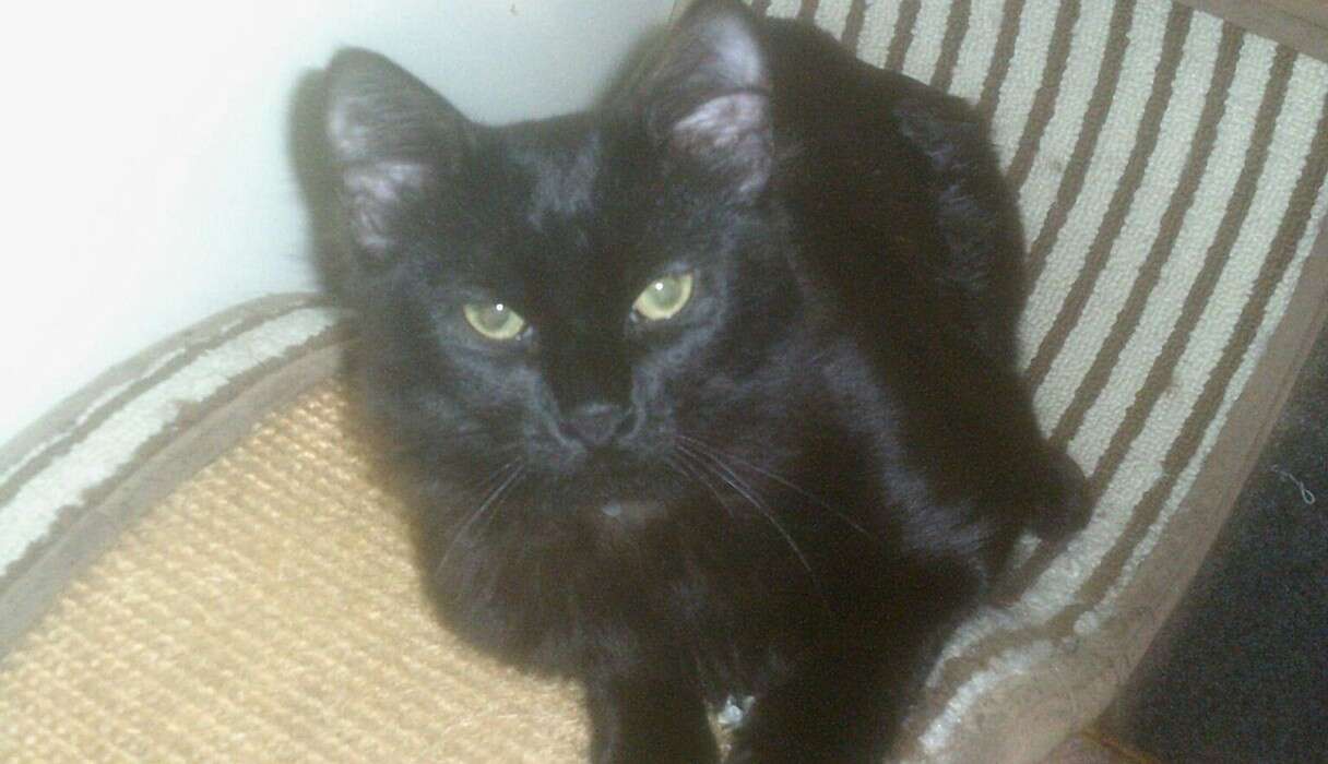 Cat Saves His Family From Fire But Loses His Very Best Friend 