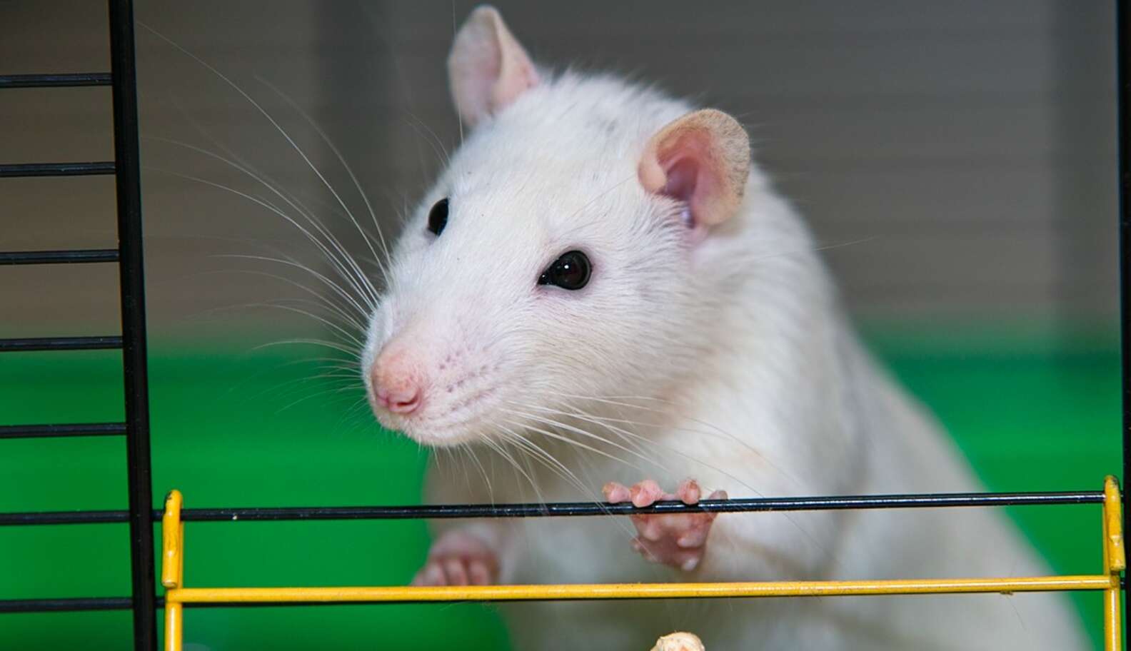 Modern Rats 20 Talented Rats Who Would Like To Show Off Their Superior Smarts - The ...