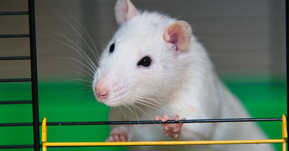 20 Talented Rats Who Would Like To Show Off Their Superior Smarts The
