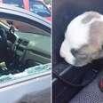 Cops Smash Window To Save Puppy In Hot Car