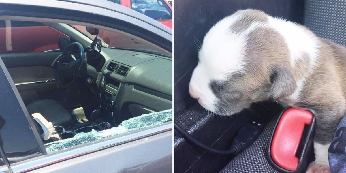 Cop Becomes Foster Dad To Cat Who Jumped In His Police Car - The Dodo