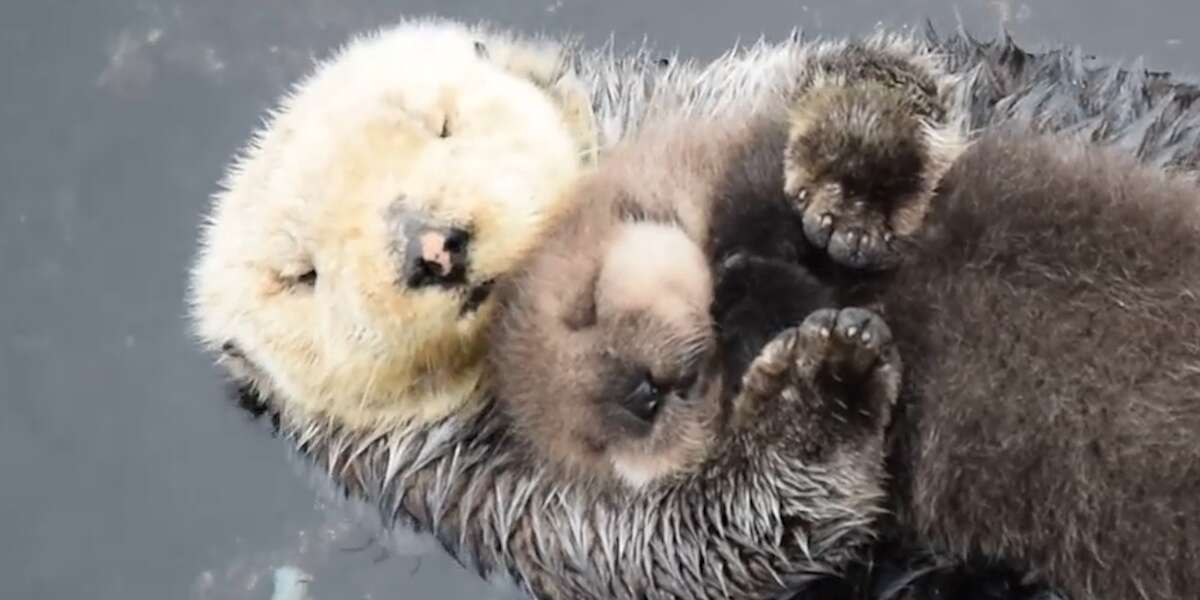 otter babies