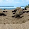 A Year After Activist Is Murdered, Nesting Turtles Still Unprotected