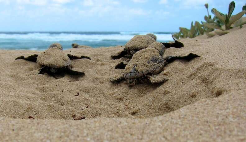 A Year After Activist Is Murdered, Nesting Turtles Still Unprotected ...