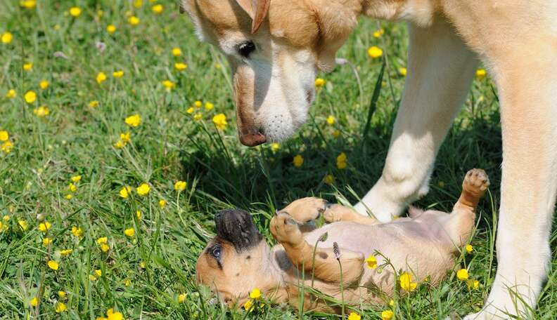 how long do big dogs live