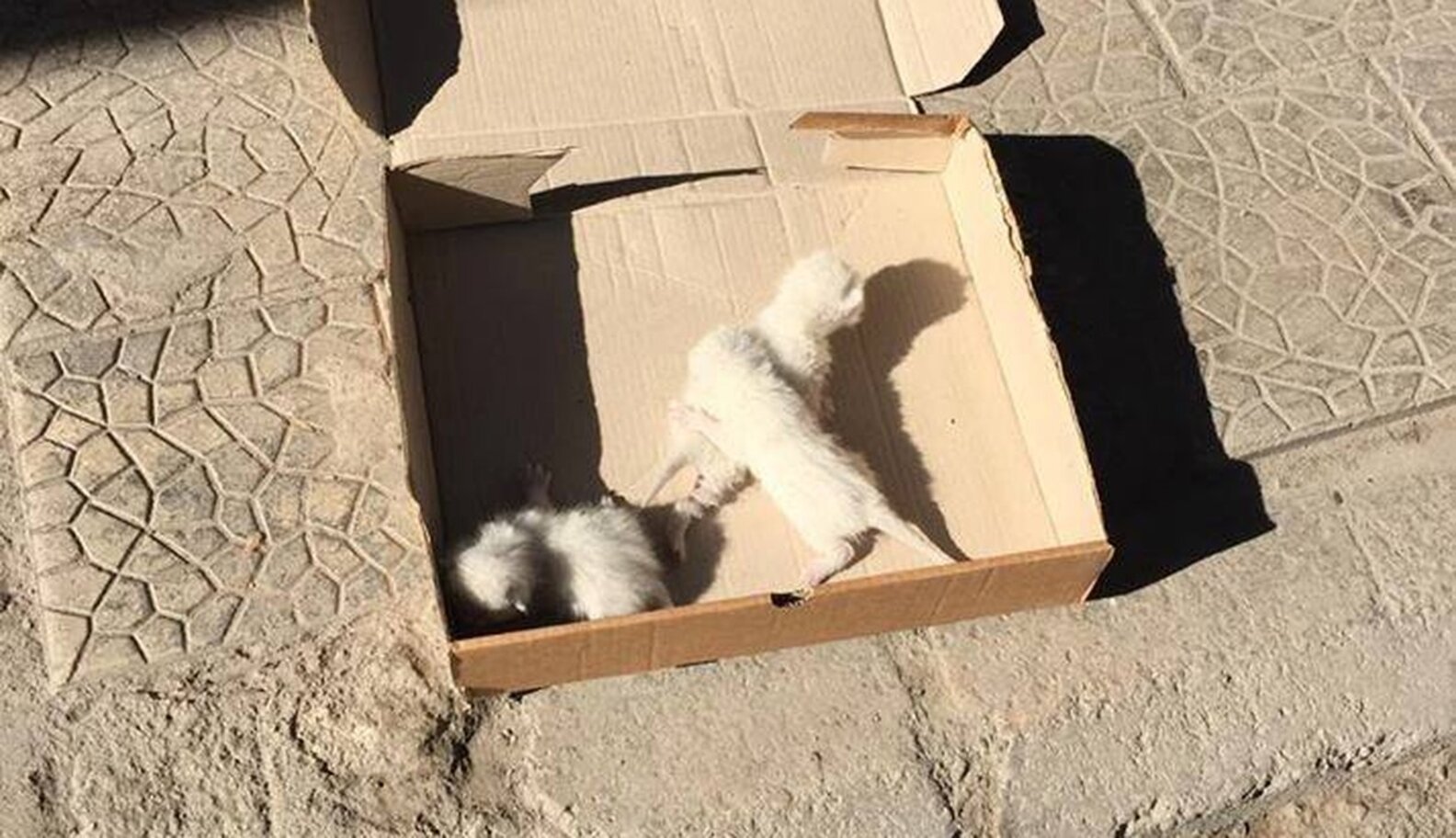 Woman Finds Box Of Abandoned Kittens And Knows What She Has To Do - The ...