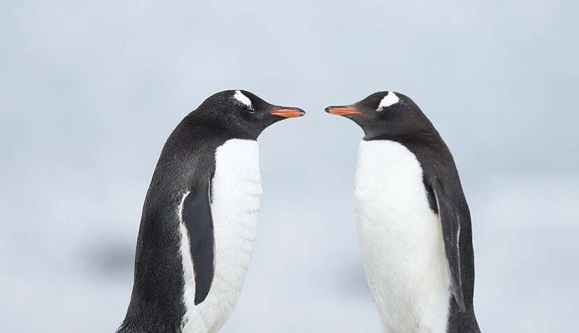 Celebrating Same-Sex Love Across The Animal Kingdom - The Dodo Celebrating Same-Sex Love Across The Animal Kingdom - The Dodo
