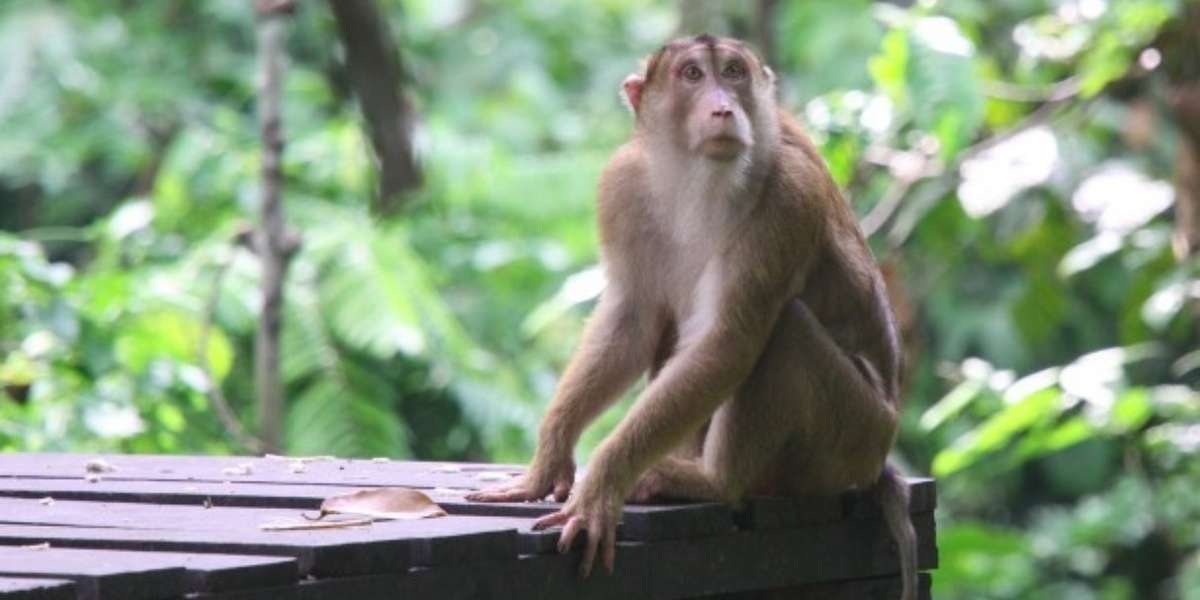 Proposed Monkey Breeding Farm In Florida Exposed The Dodo