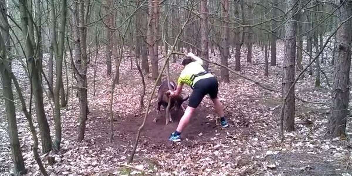 Man Stops To Help A Tangled Wild Sheep, Sheep Says 'Thank You' - The Dodo