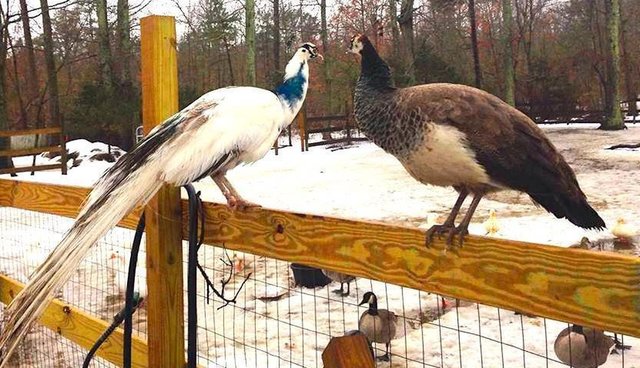 Peacock Hit By A Car Learns To Walk Again — To Be With His Soul Mate - The Dodo