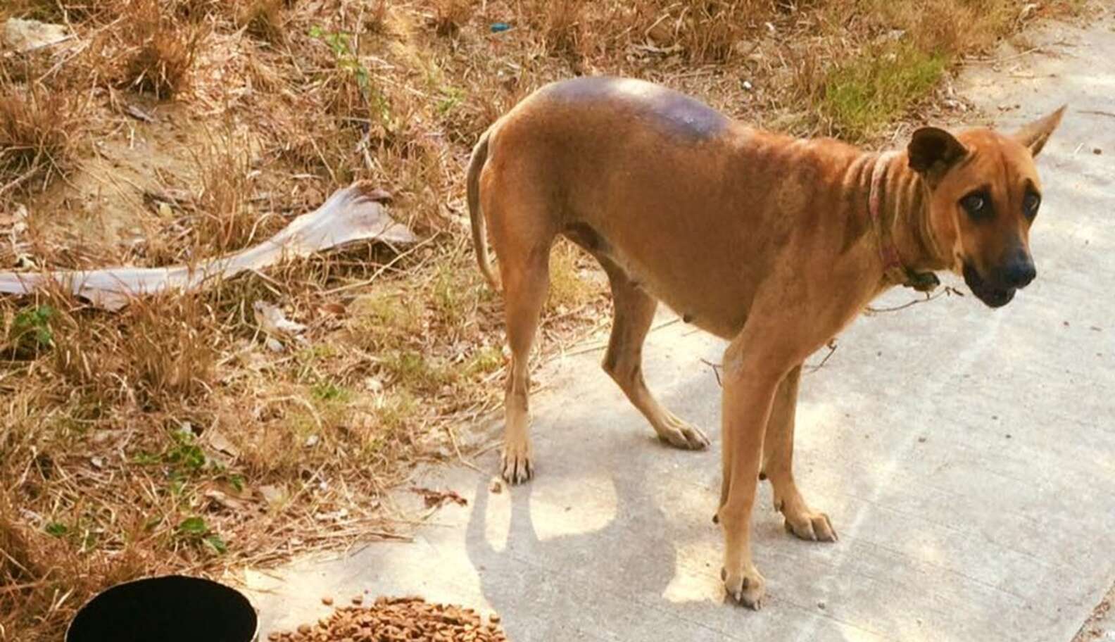 Man Fell In Love With Thailand’s Stray Dogs And Now Feeds 80 Every Day ...