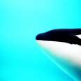Ex-SeaWorld Trainer: Drugs Couldn't Stop Destructive Orca Behavior