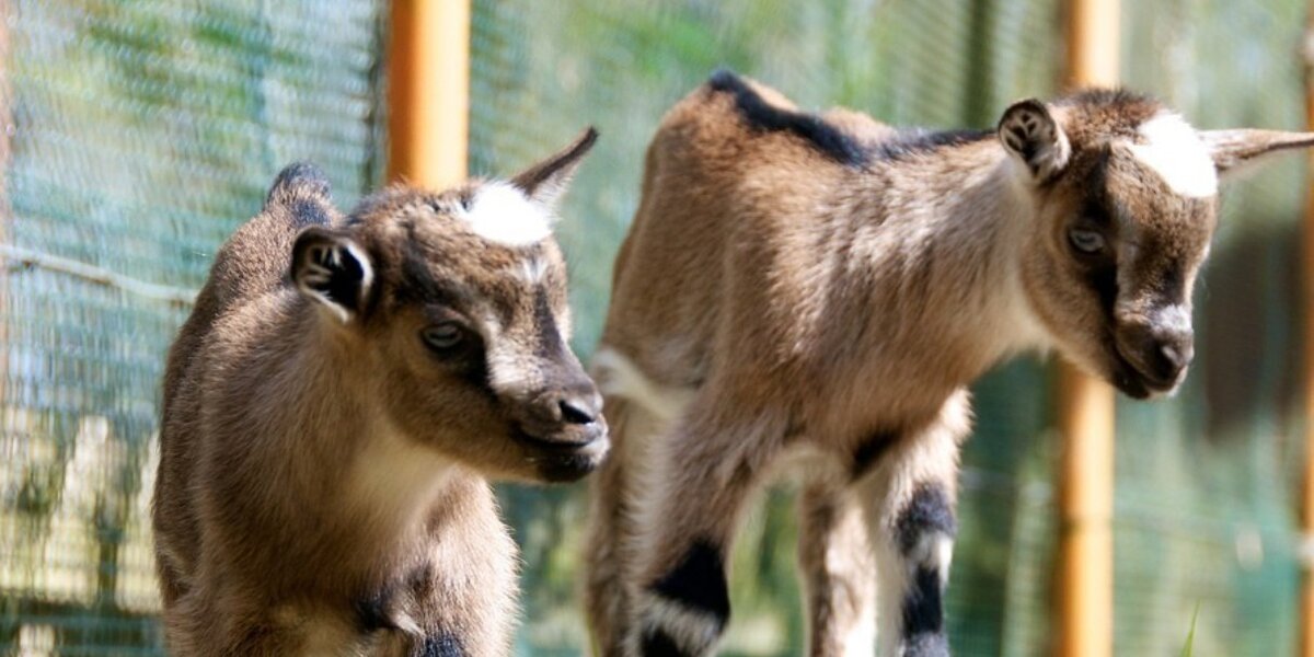 Pregnant Goats Need More Space For Calm Kids, Biologists Say - The Dodo