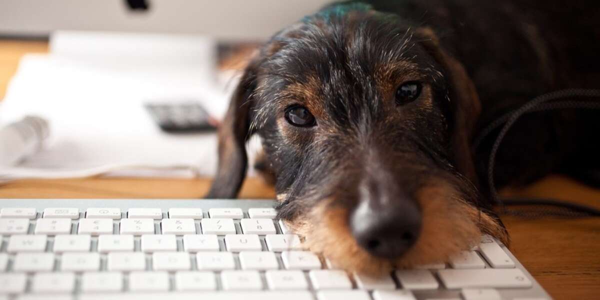 Have A Pet? Want To Adopt One? Take A Tax Break The Dodo