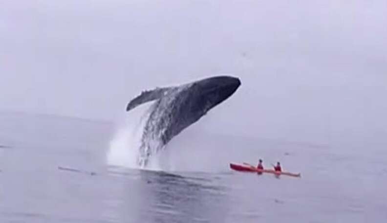This Whale Is About To Squash A Kayak - The Dodo