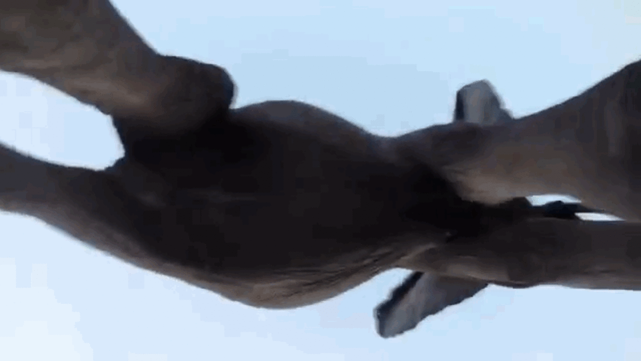 Elephants Get Ahold Of GoPro, Create Perfect Short Film - The Dodo