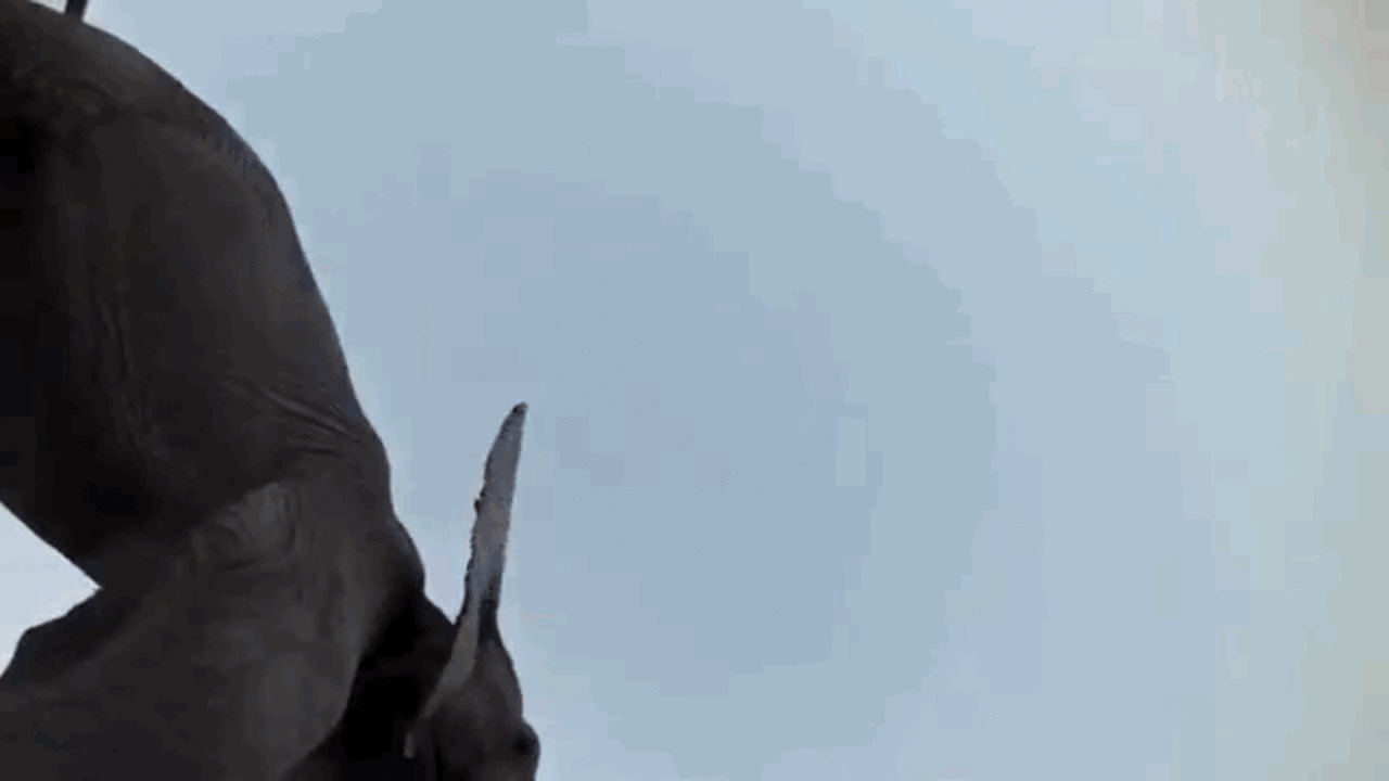 Elephants Get Ahold Of GoPro, Create Perfect Short Film - The Dodo