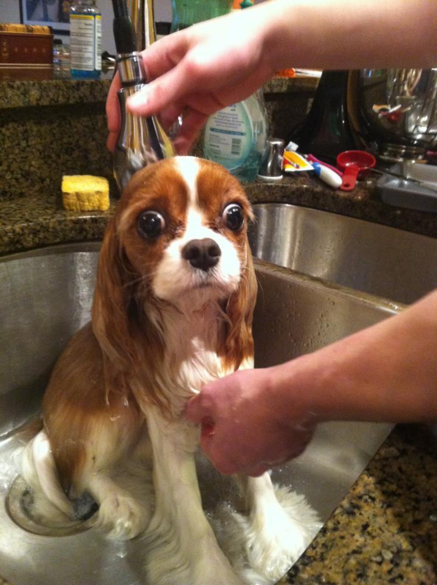 16 Dogs Who Are Pretty Sure That Bath Time Is The Absolute Worst The Dodo