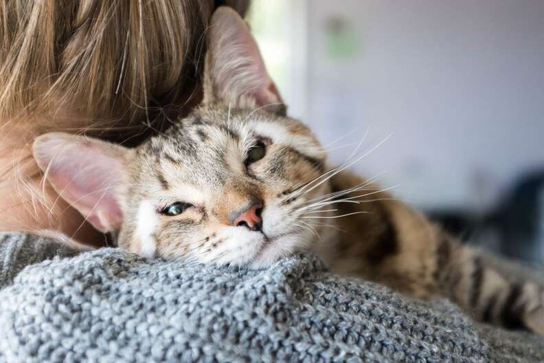 Cat Born Without Eyelids Is So Happy Someone Saved Her Sight - The Dodo