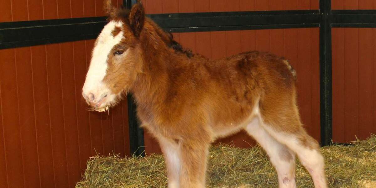 Budweiser Family Welcomes Brand New Baby Horse - The Dodo