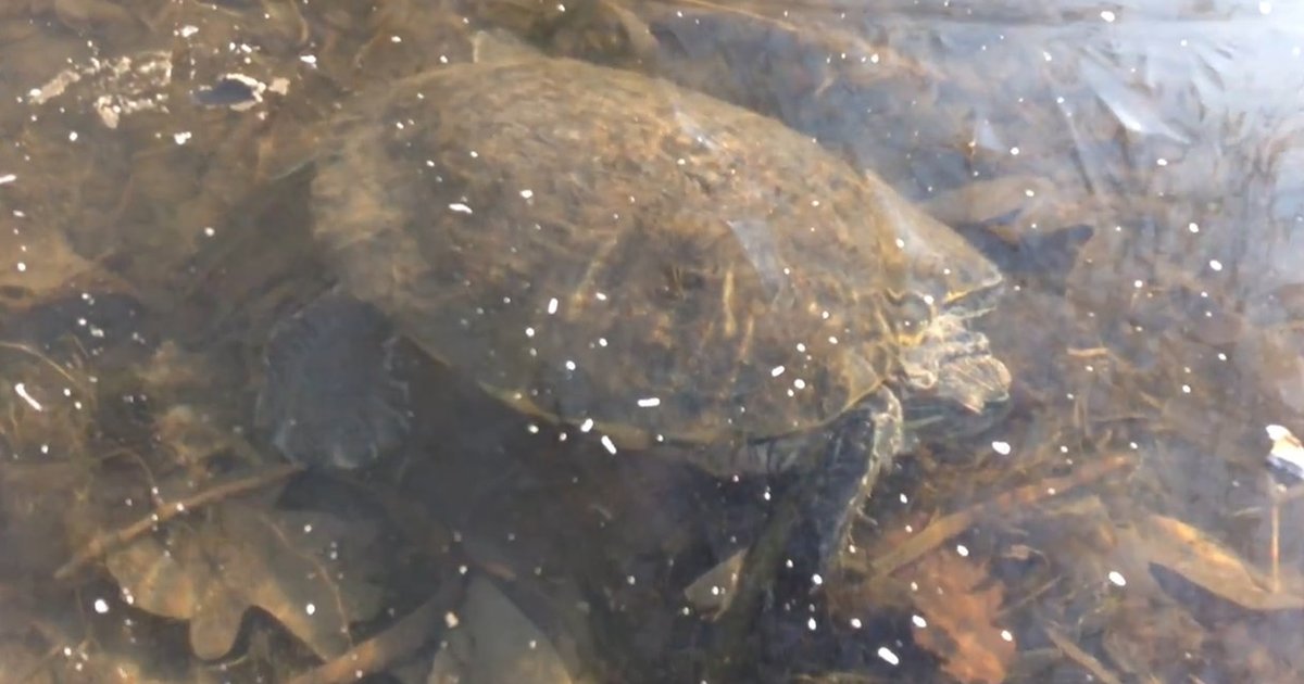 These Turtles Trapped Under Ice Know Exactly What They're Doing The Dodo