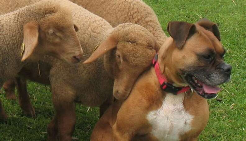 4 Strange And Adorable Farm Animal Friends - The Dodo 4 Strange And Adorable Farm Animal Friends - The Dodo