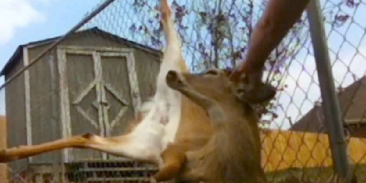 Deer Was Stuck In The Most Painful Way Until This Guy Came Along - The Dodo