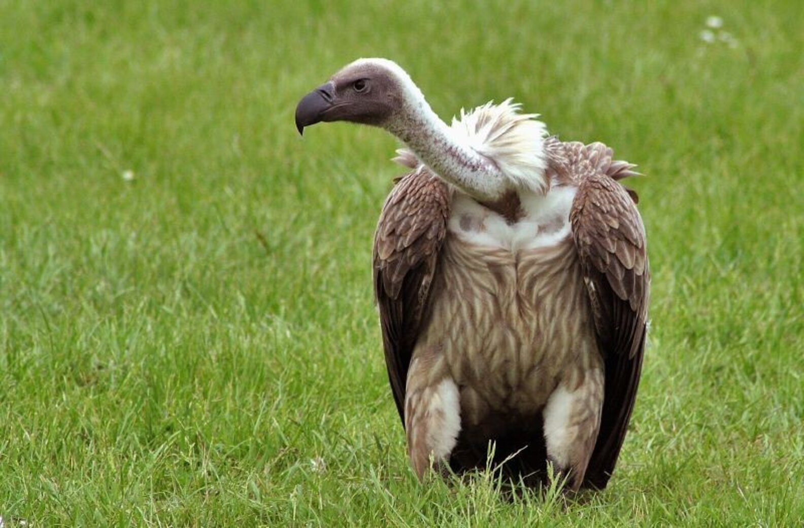 Dozens Of Endangered African Vultures Poisoned The Dodo
