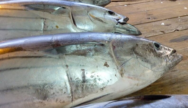 Your Store-Bought Fish Might Be Illegal. And Probably Damaged The ...