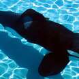7 Reasons You And Everyone You Know Should Boycott SeaWorld
