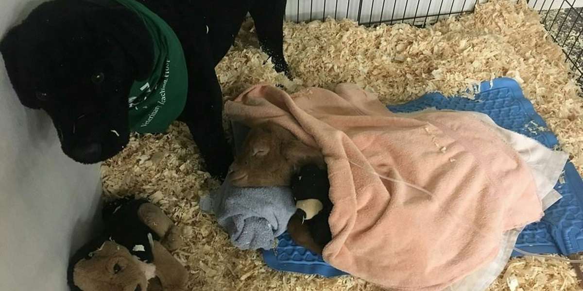 Lamb Who Lost His Leg Is Just So Happy To Be Alive - The Dodo