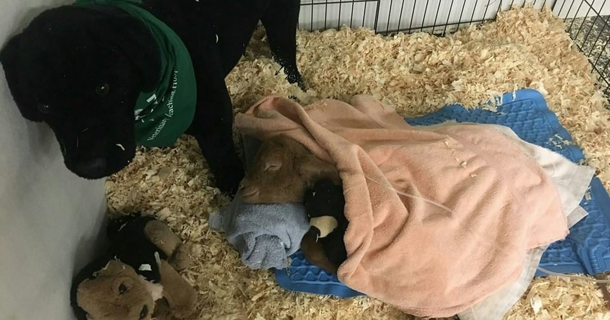 Lamb Who Lost His Leg Is Just So Happy To Be Alive - The Dodo