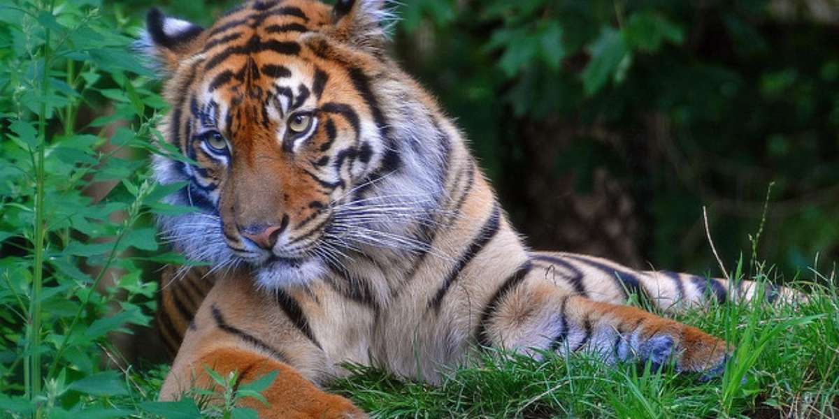 Tailing Tiger Conservation - The Dodo